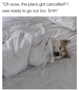 A shiba inu curled up inside bed sheets with a quote above his head saying, "Oh wow, the plans got cancelled? I was ready to go out too. Smh"