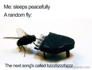 A fly plying a piano with a caption saying, "Me: sleeps peacefully. A random fly:" A picture of a fly playing the piano. Text overlay says, "The next song's called buzzbuzzbuzz"