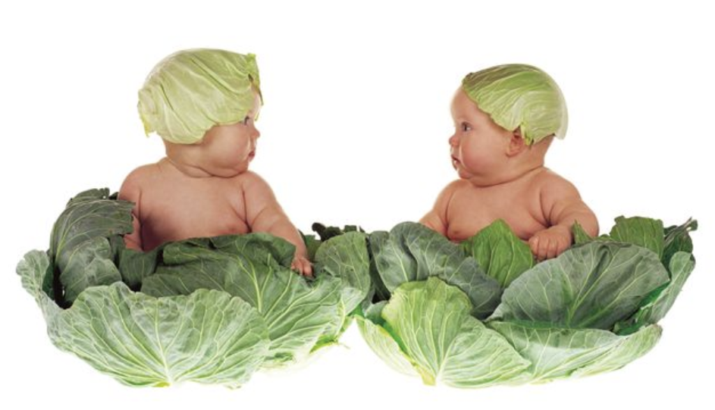 anne geddes photo of two babies sitting in a pile of lettuce