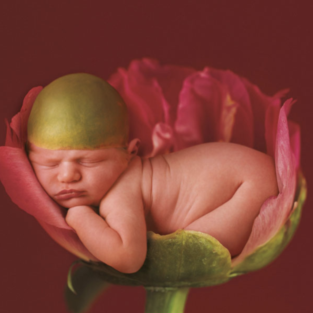 anne geddes photo of a baby sleeping inside of a flower