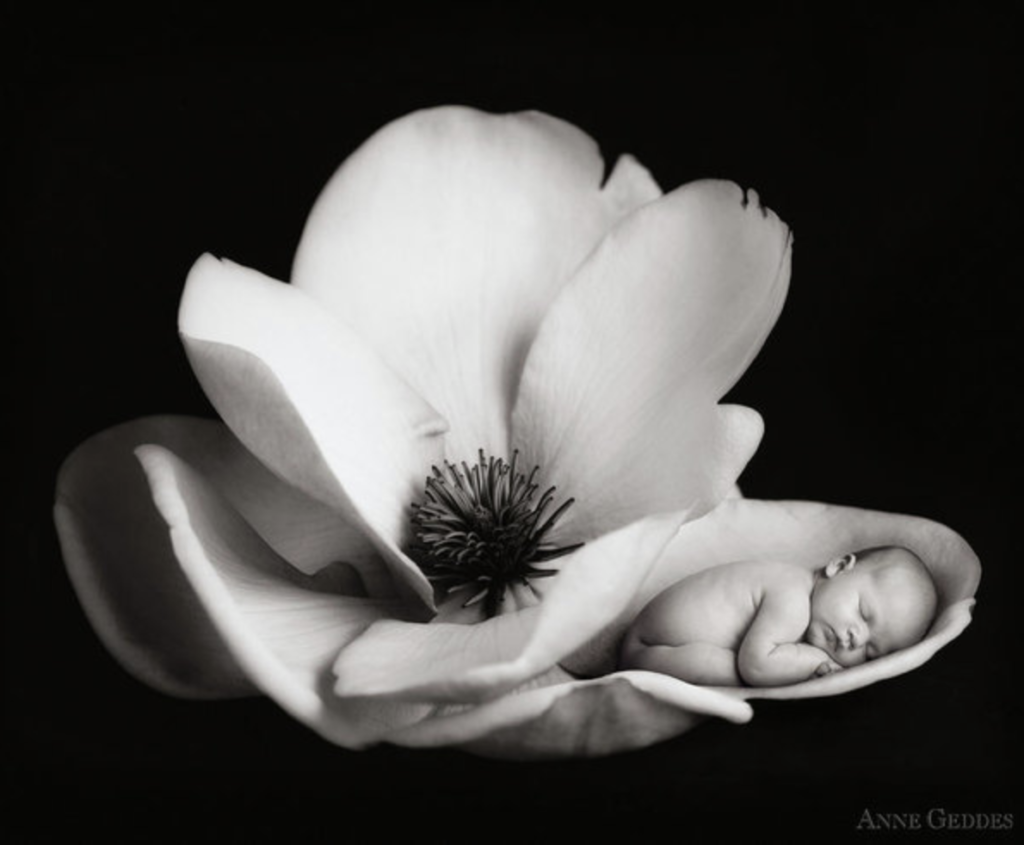 anne geddes photo of a baby sleeping inside of a flower