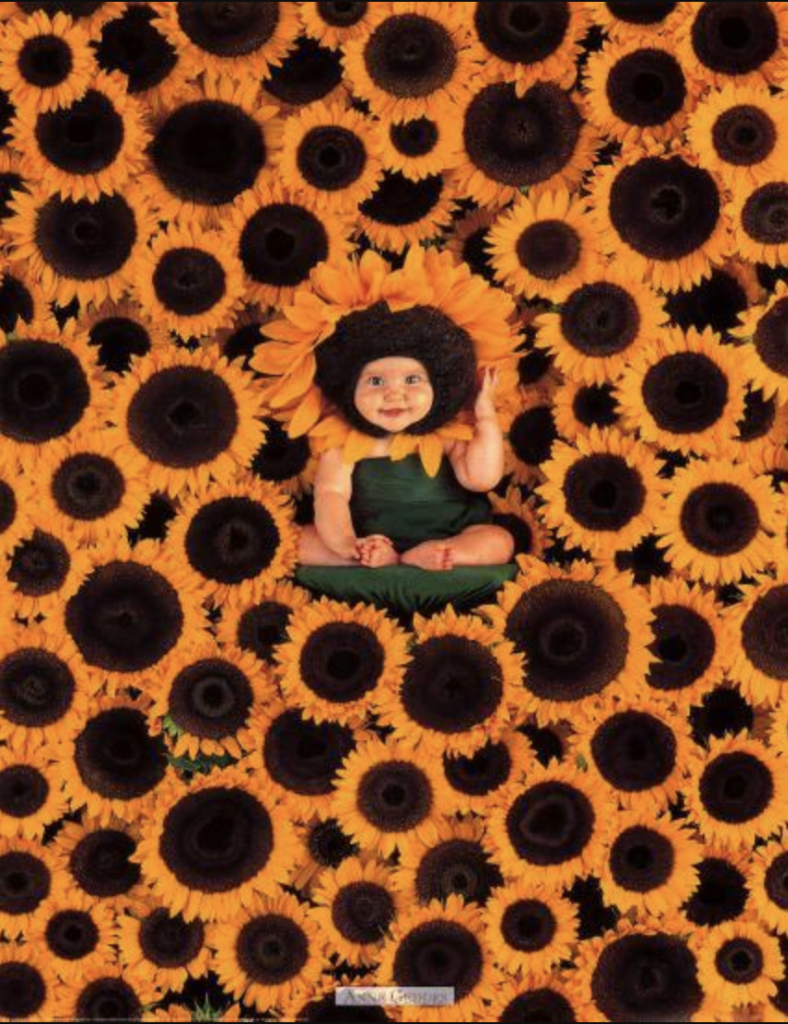 anne geddes photo of a baby dressed as a sunflower in a field of sunflowers