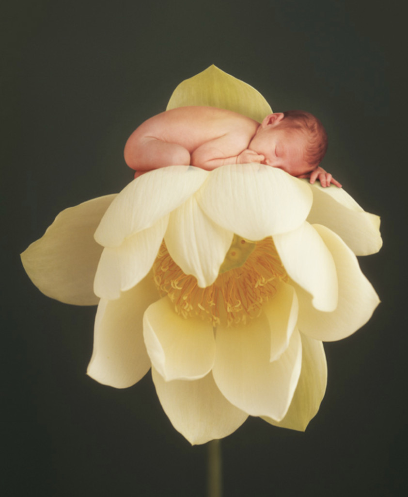 anne geddes photo of a baby sleeping on a flower