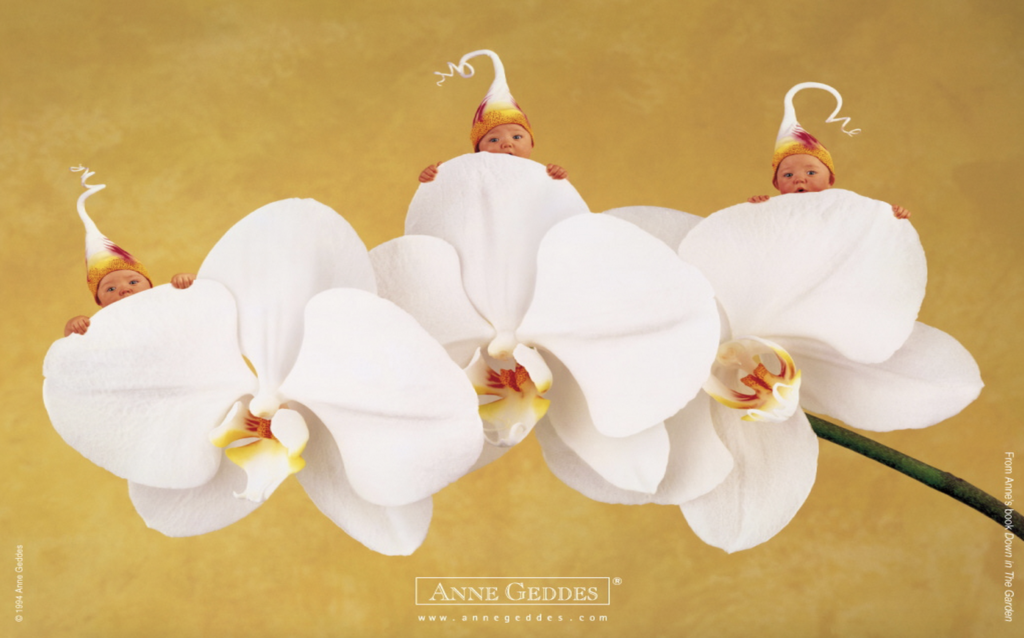 anne geddes photo of babies inside of white flowers