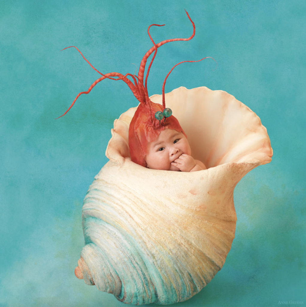 anne geddes photo of a baby dressed as a shrimp inside of a shell