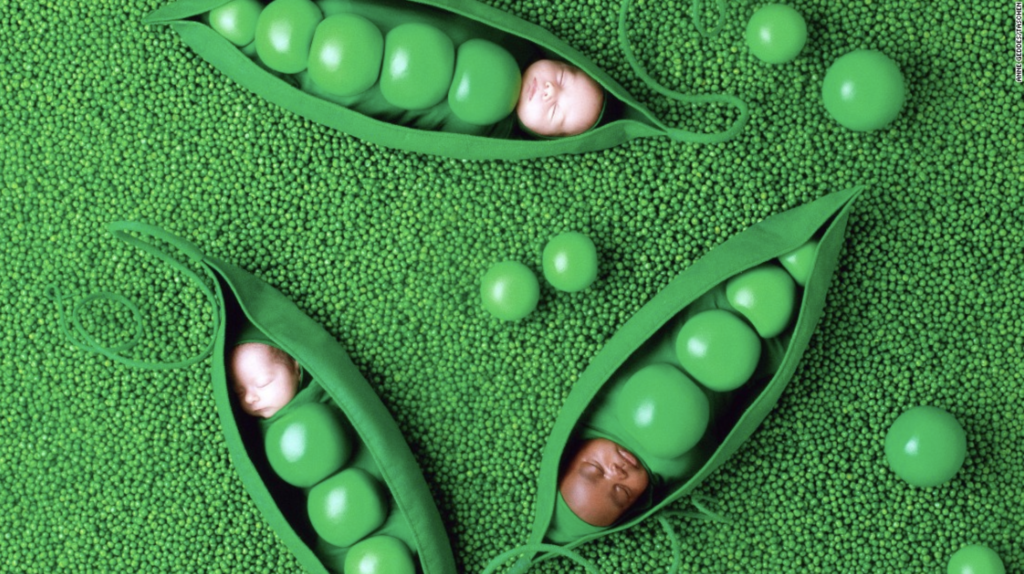 anne geddes photo of sleeping babies inside of peapods