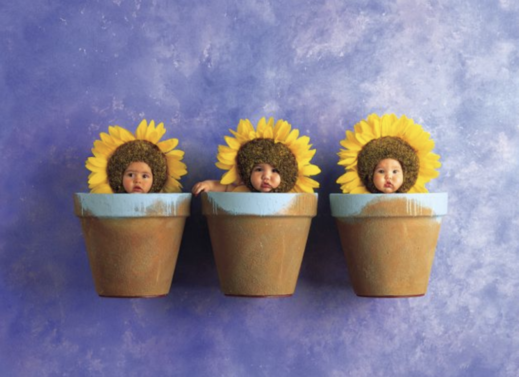anne geddes photo of babies dressed as sunflowers in flower pots