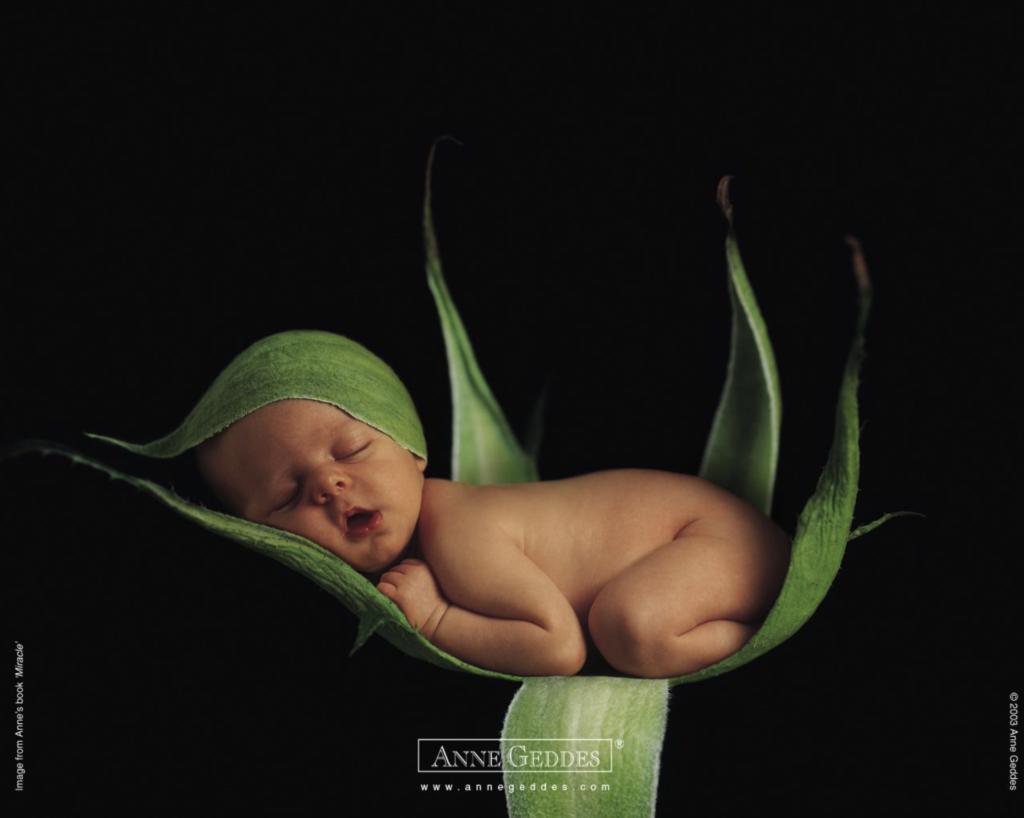 anne geddes photo of a baby sleeping inside of a leaf