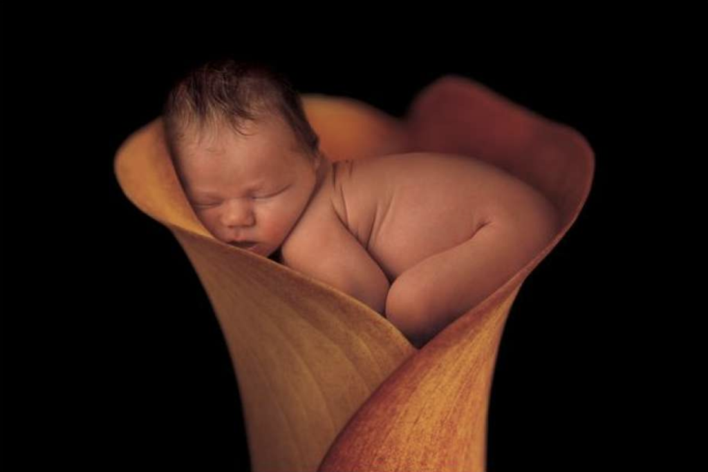 anne geddes photo of a baby sleeping inside of a tulip