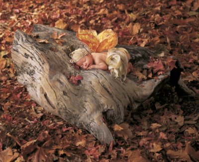 anne geddes photo of a baby with wings sleeping on a log