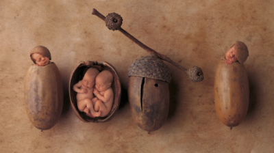 anne geddes photo of babies sleeping inside of acrons