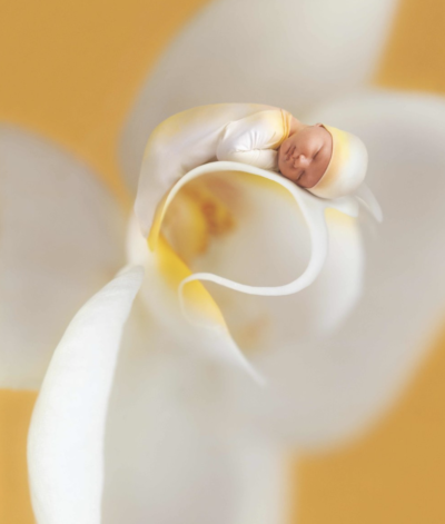 anne geddes photo of a baby sleeping on a white flower