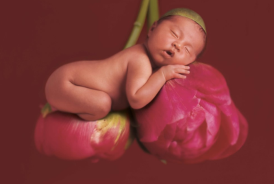 anne geddes photo of a baby sleeping on top of a rose