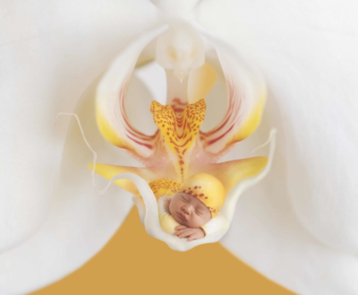 anne geddes photo of a baby inside of a flower