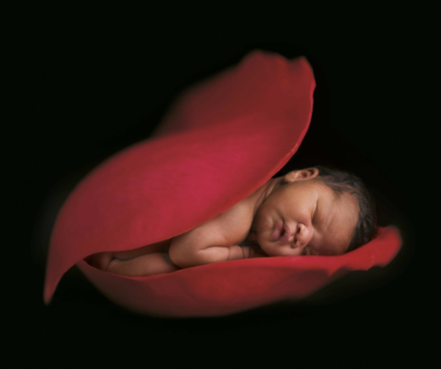 anne geddes photo of a baby sleeping inside of rose petals