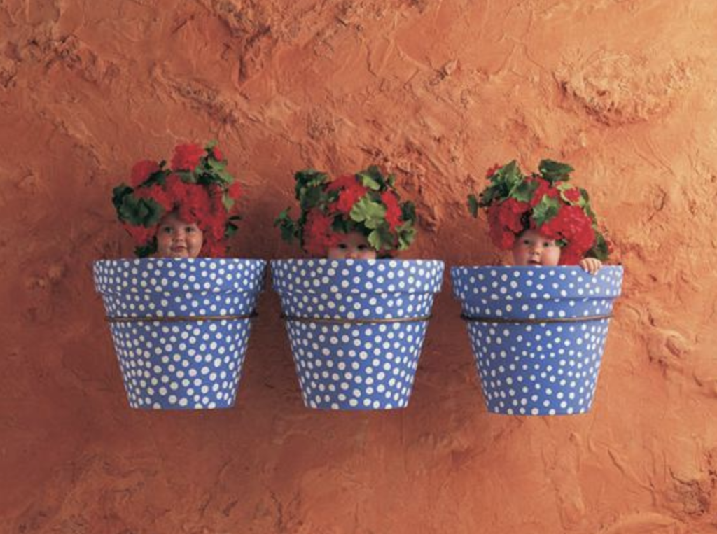 anne geddes photo of three babies with roses on their heads inside of flower pots