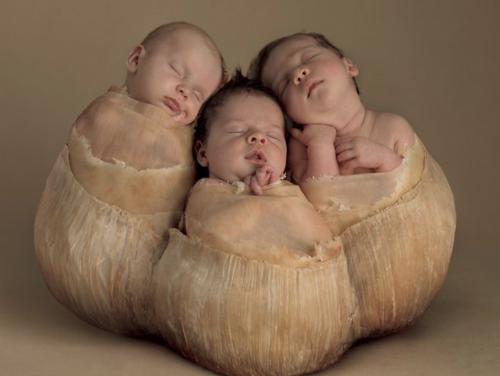 anne geddes photo of babies inside of nuts
