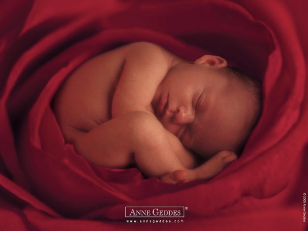 anne geddes photo of a baby curled up inside of a flower