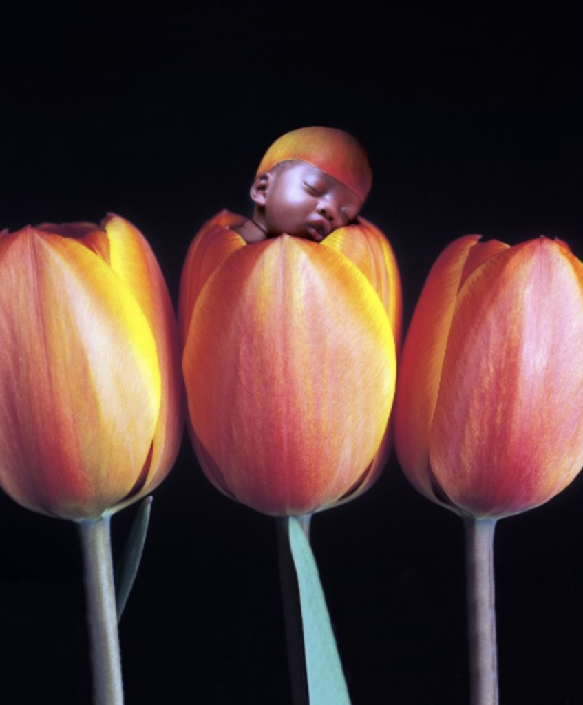 anne geddes photo of a baby sleeping inside of a tulip
