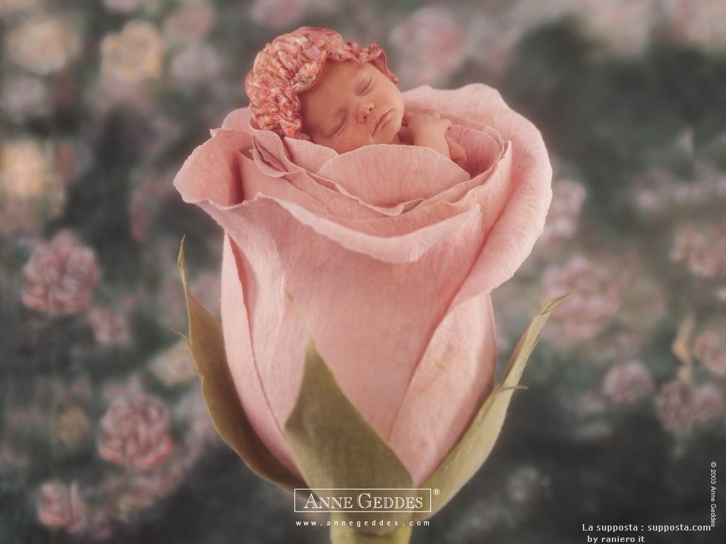 anne geddes photo of a baby sleeping inside of a rose