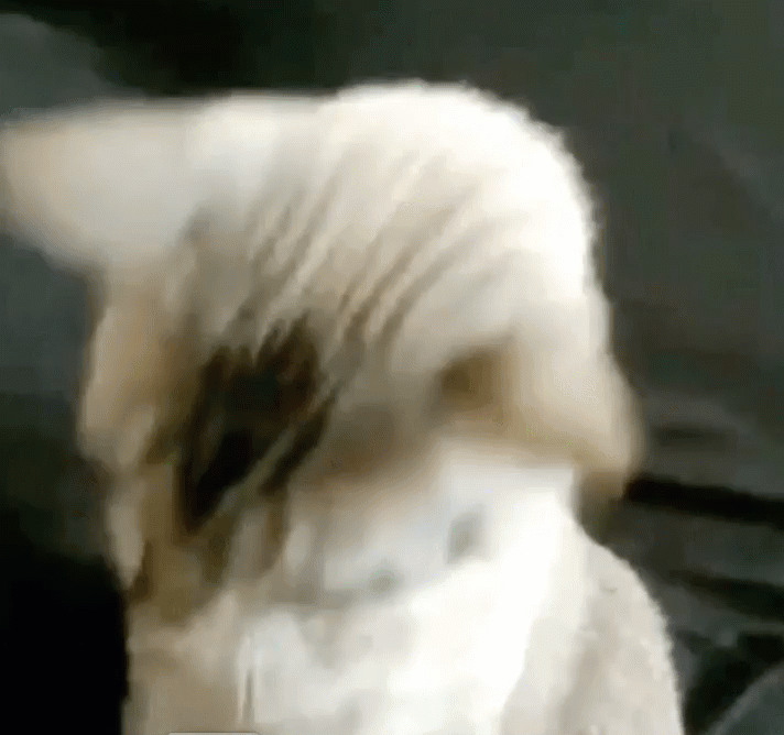 gif of a cat putting sunglasses on