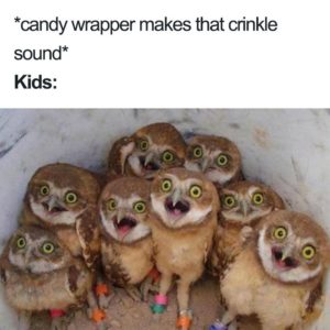 a picture of lots of baby owls with their mouths open and a caption that says "candy wrapper makes that crinkle sound. kids"
