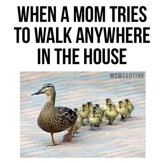 caption: when a mom tries to walk anywhere in the house. image: mother duck being followed by many ducklings.