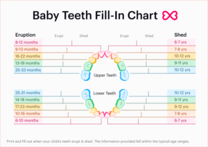 Downloadable color-coded baby teeth fill-in chart for parents or caregivers