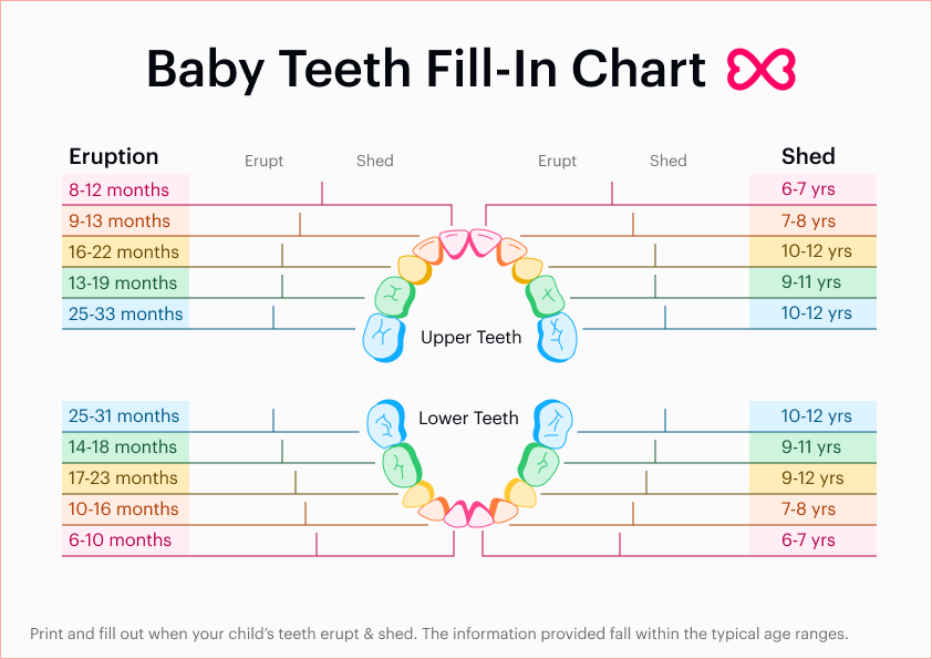 Baby Tooth Chart Numbers Infoupdate