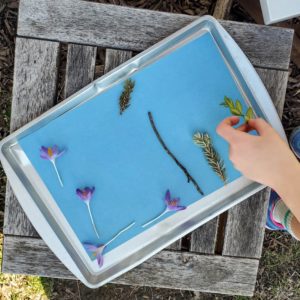 Laying out flowers and leaves on sun printing paper.